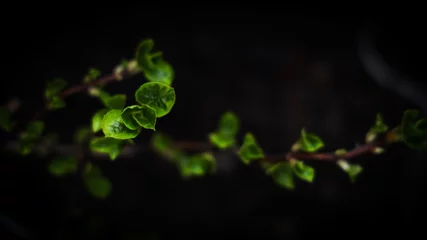 Fotobehang green leaves on black background © Alona