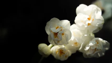 Fotobehang white flowers in the garden © Alona