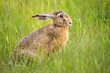 Shy brown hare, lepus europaeus, sitting on a meadow with tall green grass in summer nature. Fluffy wild animal with long ears held down hiding in fresh growing vegetation with copy space.