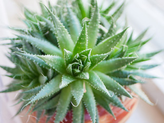 Green succulents plant close-up. green cactus