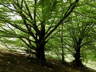 Un bosco di montagna si risveglia in primavera