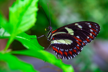 Closeup beautiful butterfly in a summer garden