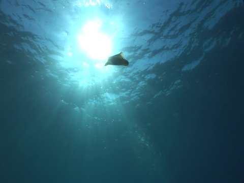Spanish dancer (Hexabranchus sanguineus) underwater ocean scenery in blue water