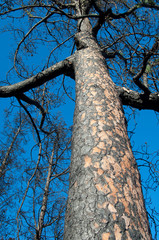 Burned Canary Island pine Pinus canariensis eight months after a fire. Integral Natural Reserve of Inagua. Gran Canaria. Spain.