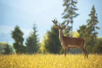 Young red deer, cervus elaphus, stag standing in grass with trees and sky in background. Interested male wild animal with antlers facing camera on meadow in summer nature