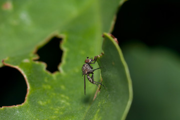 Fototapeta premium Fly Hylemyia latevittata on a leaf. Integral Natural Reserve of Inagua. Tejeda. Gran Canaria. Canary Islands. Spain.