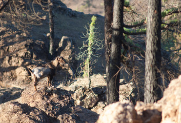 Male goat Capra aegagrus hircus in a burned forest of Canary Island pine Pinus canariensis. Integral Natural Reserve of Inagua. Gran Canaria. Canary Islands. Spain.