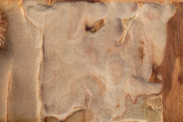 Vintage wooden texture background eaten by bark beetles