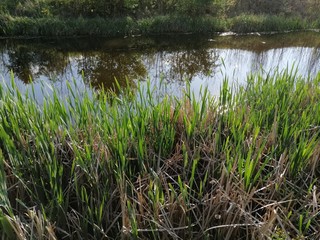 Canal banks with reefs in Senta