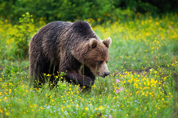 Strong brown bear, ursus arctos, walking and having paw with claws in the air in springtime. Dangerous wild animal approaching on green meadow with flowers in summer from front view.