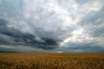 Fototapeta na wymiar a field of Golden wheat with a stormy sky above it