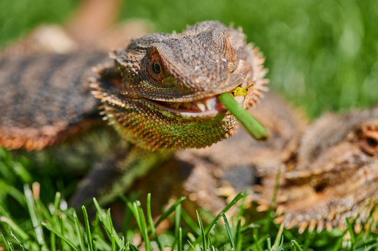 bearded dragon (Bartagame) while eating a dandelion flower in the sunshine