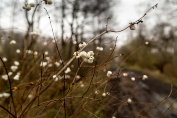 common snowberry, forest in Poland