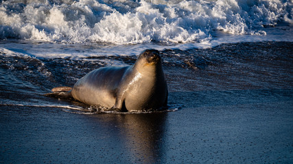 sea lion at the beach, California Coast