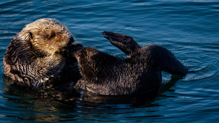 Sea Otters: Mommy and Baby sunbathing