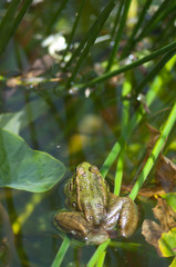 Perez's frog Pelophylax perezi in a pond. La Lajilla. The Nublo Rural Park. Aldea de San Nicolas de Tolentino. Gran Canaria. Canary Islands. Spain.