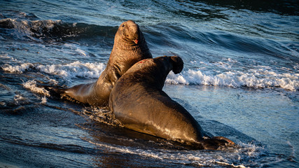 Elephant Seals of San Simeon. Males fighting for dominating
