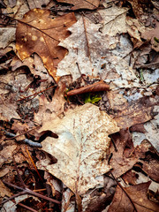 pallet of fallen autumn leaves