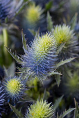 Violet thistle with green leaves