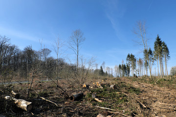 Abgeholzter Wald mit Nadelbäumen und Baumstümpfen bei Niederelbert im Westerwald im März 2020 - Stockfoto