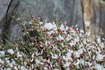 Tiny white flowers on green branches