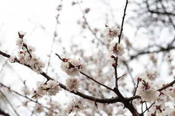 blooming branch of an apricot tree