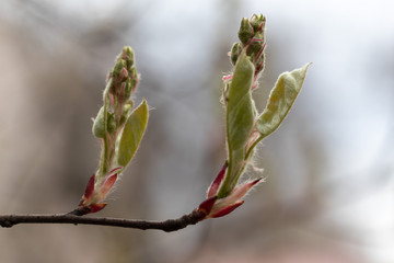 poplar tree buds close-up