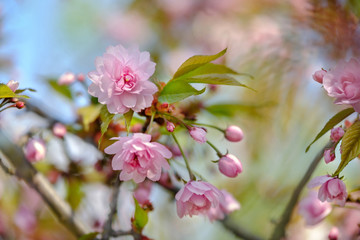 Beautiful tender pink sakura flower with  leafs on a tree.