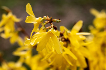 forsythia flowers on a branch