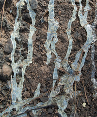 Resin of Canary Island pine Pinus canariensis. Inagua. The Nublo Rural Park. Aldea de San Nicolas de Tolentino. Gran Canaria. Canary Islands. Spain.