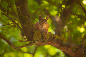 Beautiful red american squirrel sitting in forest