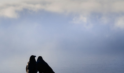Two Ravens overlooking the Pacific Ocean