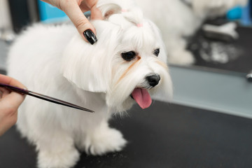 Female groomer haircut Bolonka Bolognese on the table for grooming in the beauty salon for dogs. Process of final shearing of a dog's hair with scissors