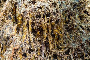 NATURHARZ . NATURAL RESIN