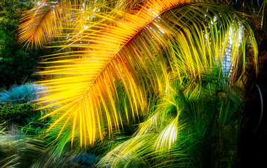 Glowing palm leaves