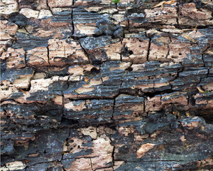 abstract pattern of very old and dry wood