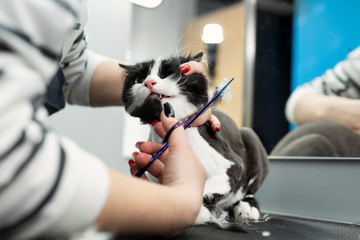 Veterinarian is shearing a cat with scissors in a pet beauty salon. A female Barber shaves a black...