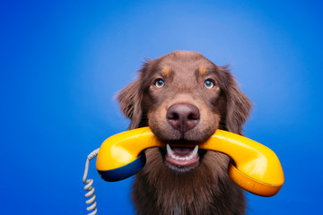 Hund mit analogem Telefonhörer