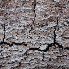 abstract pattern of very old and dry wood