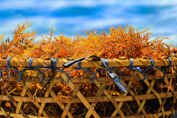 Selective focus on seaweed inside the basket at seaweed farm in Bali © nonglak