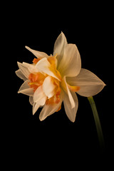 Naklejka na ściany i meble Daffodil Double Blossom