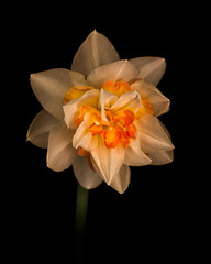 Daffodil Double Blossom