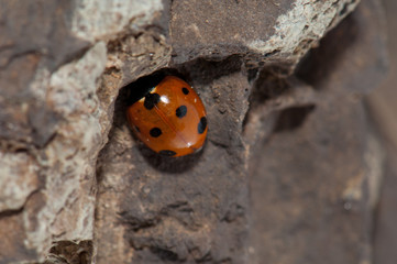 Ladybird Coccinella algerica hidden under a rock. Integral Natural Reserve of Inagua. Gran Canaria. Canary Islands. Spain.