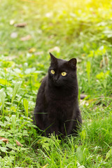 Naklejka na ściany i meble Beautiful bombay black cat portrait with yellow eyes and attentive look in green grass in nature in spring