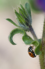 Adonis ladybird Hippodamia variegata on a purple viper's-bugloss Echium plantagineum. Integral Natural Reserve of Inagua. Gran Canaria. Canary Islands. Spain.