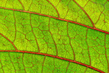 Red veins on green leaf of copperleaf plant (Acalypha wilkesiana), macro