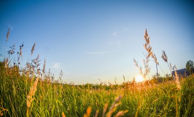 ears of corn, a field at sunset