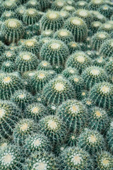 full-frame close up of cactus for wall art, background.