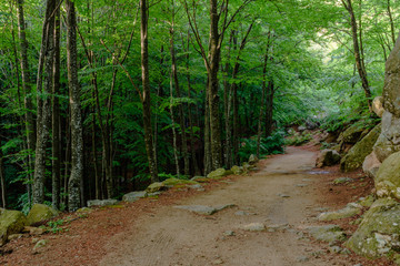 Obraz premium Walking on a path in the Montseny Natural Parc (Spain, Catalonia)