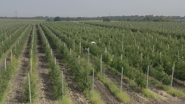Apple plantation, orchard with anti hail net for protection from above, aerial shot, natural disaster and severa weather protection in agriculture, fruit production